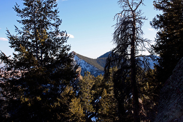 Bear Peak and South Boulder Peak, amist the trees of Green Mountain