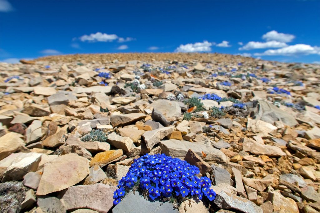 Flowers on Horseshoe Mountain
