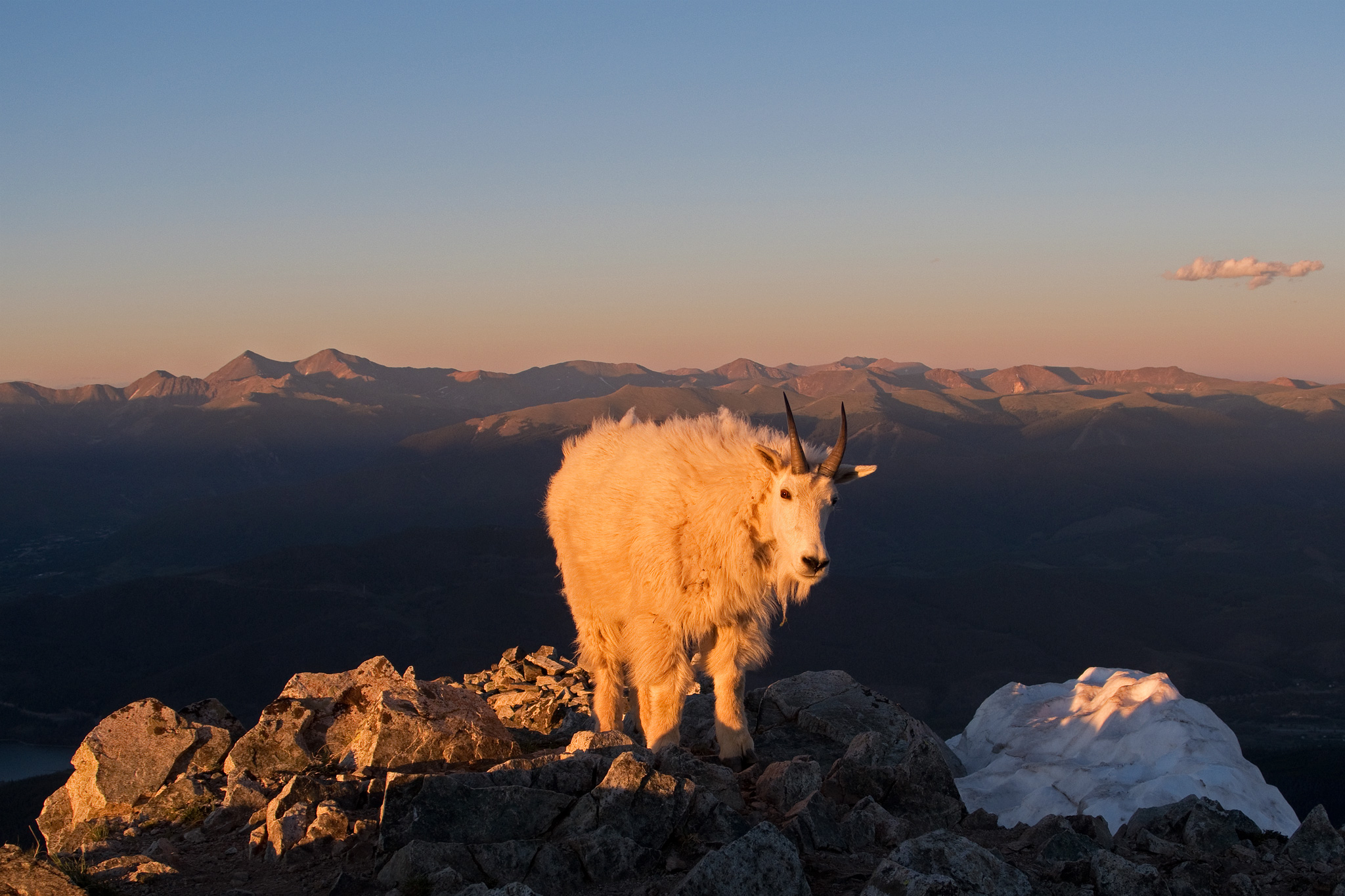 Peak 1 Mountain Goat