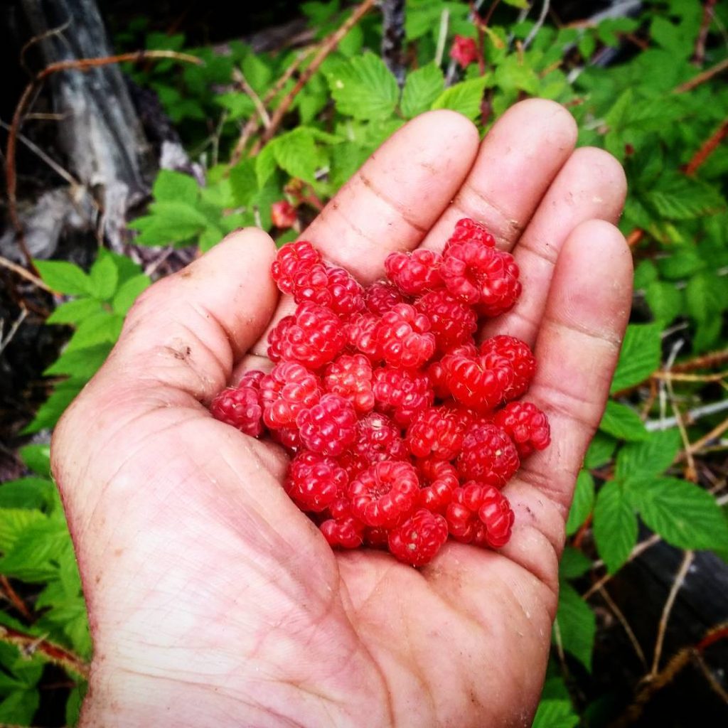 Wild Raspberries on Yale