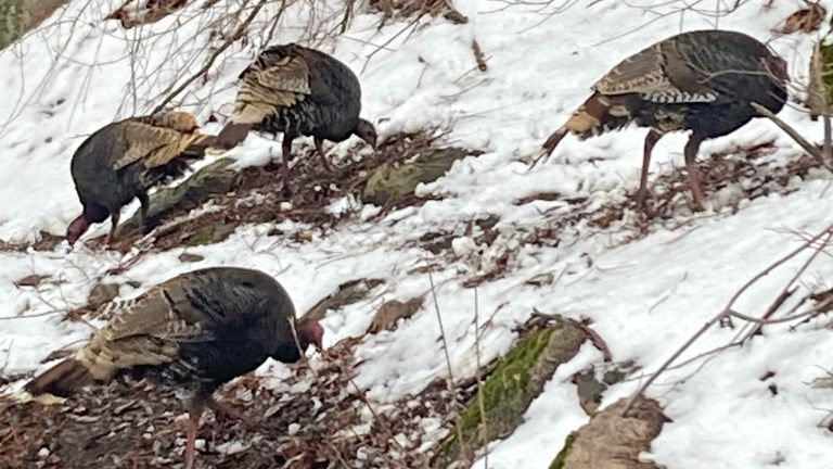 Turkeys in Gregory Canyon